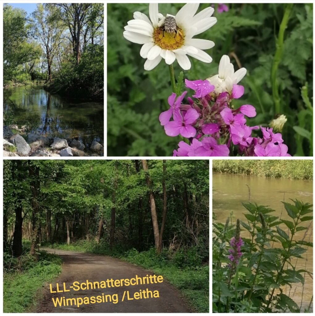 Schnatterschritte Wimpassing