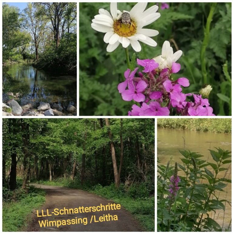 Schnatterschritte Wimpassing
